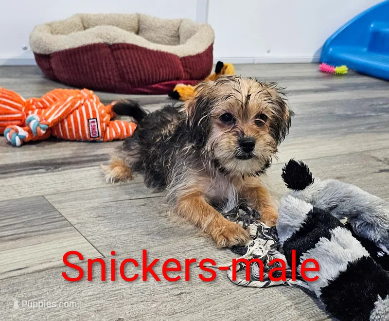 Snickers – Shorkie puppy for sale in Rock Valley, IA