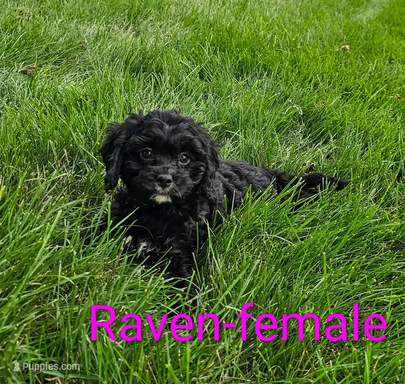 Raven – Cavapoo puppy for sale in Rock Valley, IA