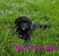 Raven, a female Cavapoo for sale in Rock Valley, IA – 1 of 4
