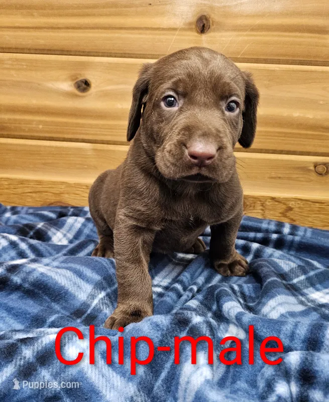 Chip – Labrador Retriever puppy for sale in Rock Valley, IA
