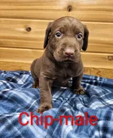 Chip, a male Labrador Retriever for sale in Rock Valley, IA – 1 of 2