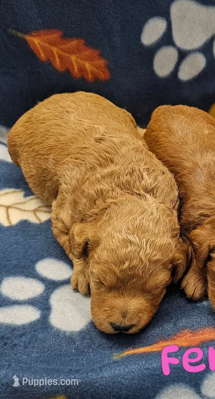 Peaches – Miniature Goldendoodle puppy for sale in Rock Valley, IA