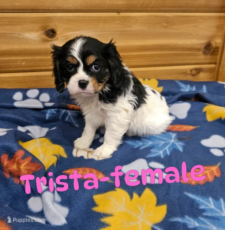 Trista – Cavalier King Charles Spaniel puppy for sale in Rock Valley, IA