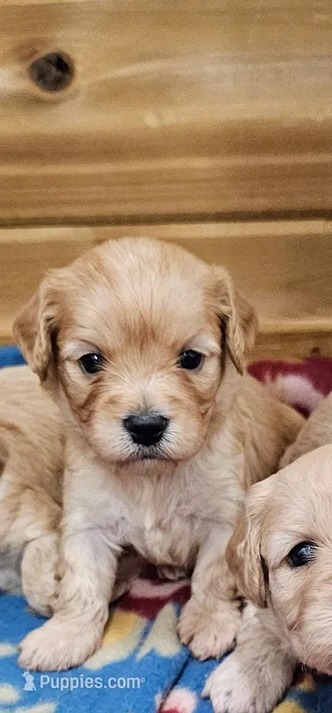 Hazel – Cavachon puppy for sale in Rock Valley, IA