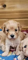 Hazel, a female Cavachon for sale in Rock Valley, IA – 1 of 1