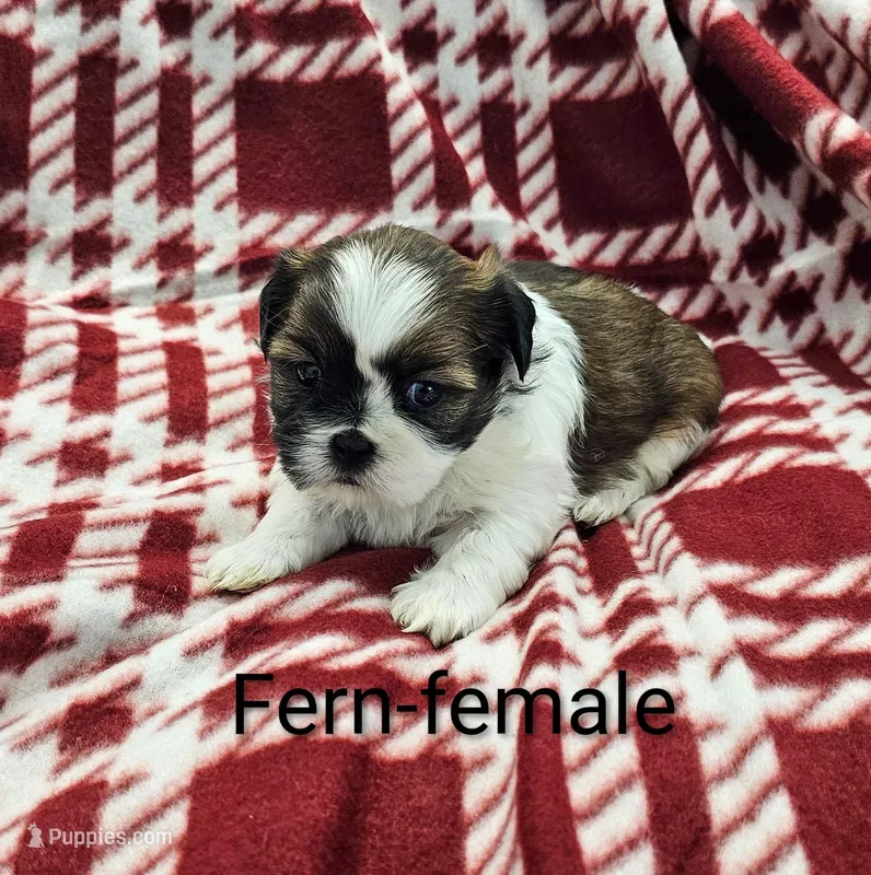 Fern – Shih Tzu puppy for sale in Rock Valley, IA