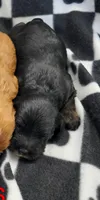 Chester, a male Cavapoo for sale in Rock Valley, IA – 1 of 1