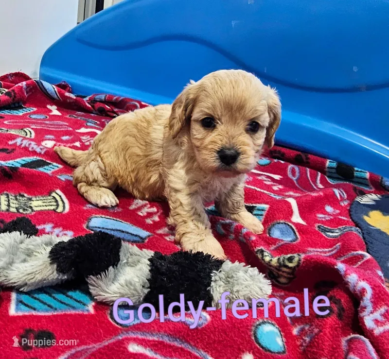 Goldy – Cavachon puppy for sale in Rock Valley, IA