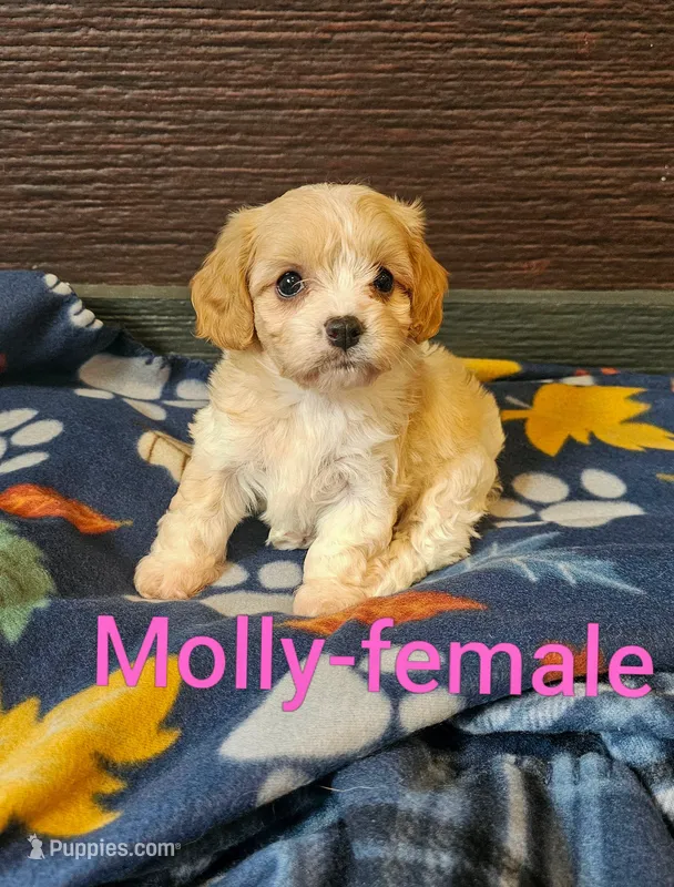 Molly – Cavachon puppy for sale in Rock Valley, IA