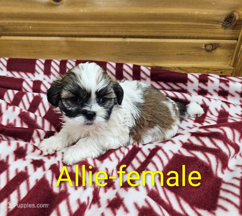Allie – Shih Tzu puppy for sale in Rock Valley, IA