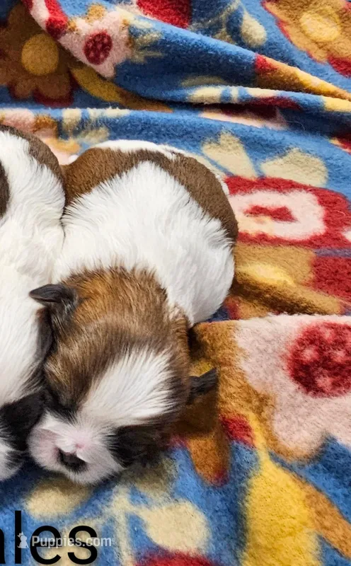 Clover – Shih Tzu puppy for sale in Rock Valley, IA