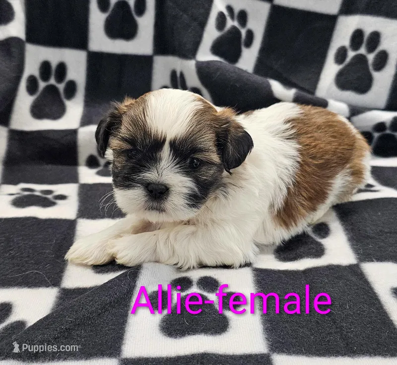 Allie – Shih Tzu puppy for sale in Rock Valley, IA