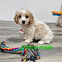 Jimmy, a male Cavachon for sale in Rock Valley, IA – Photo 4 of 7