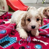 Jimmy, a male Cavachon for sale in Rock Valley, IA – Photo 5 of 7