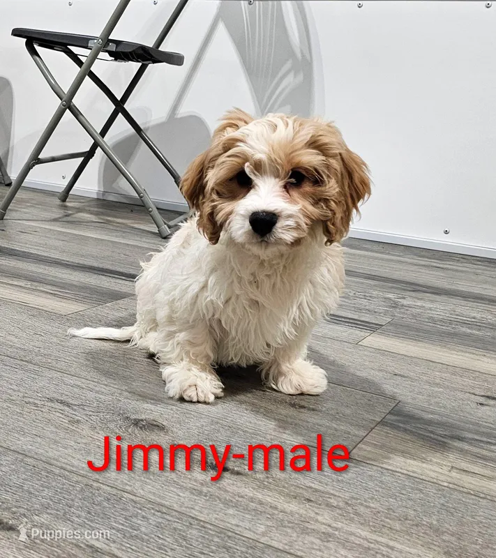 Jimmy