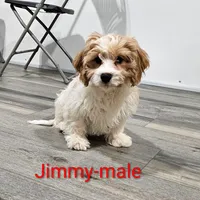 Jimmy, a male Cavachon for sale in Rock Valley, IA – Photo 1 of 7