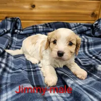Jimmy, a male Cavachon for sale in Rock Valley, IA – Photo 6 of 7