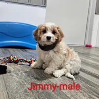 Jimmy, a male Cavachon for sale in Rock Valley, IA – Photo 3 of 7