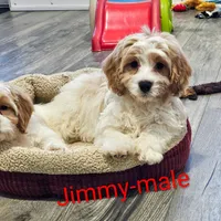 Jimmy, a male Cavachon for sale in Rock Valley, IA – Photo 2 of 7
