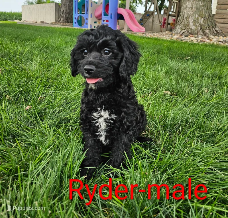 Ryder – Cavapoo puppy for sale in Rock Valley, IA