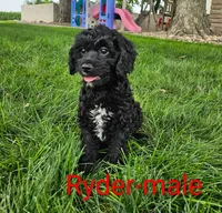 Ryder, a male Cavapoo for sale in Rock Valley, IA – 1 of 4