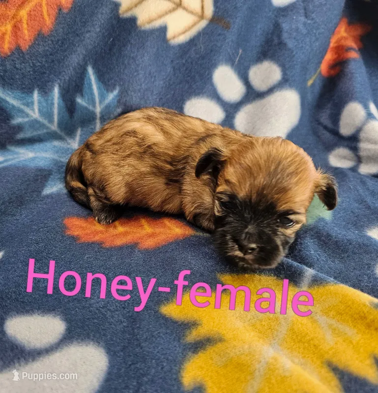 Honey – Shichon puppy for sale in Rock Valley, IA