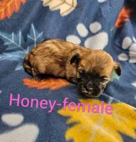 Honey, a female Shichon for sale in Rock Valley, IA – 1 of 1