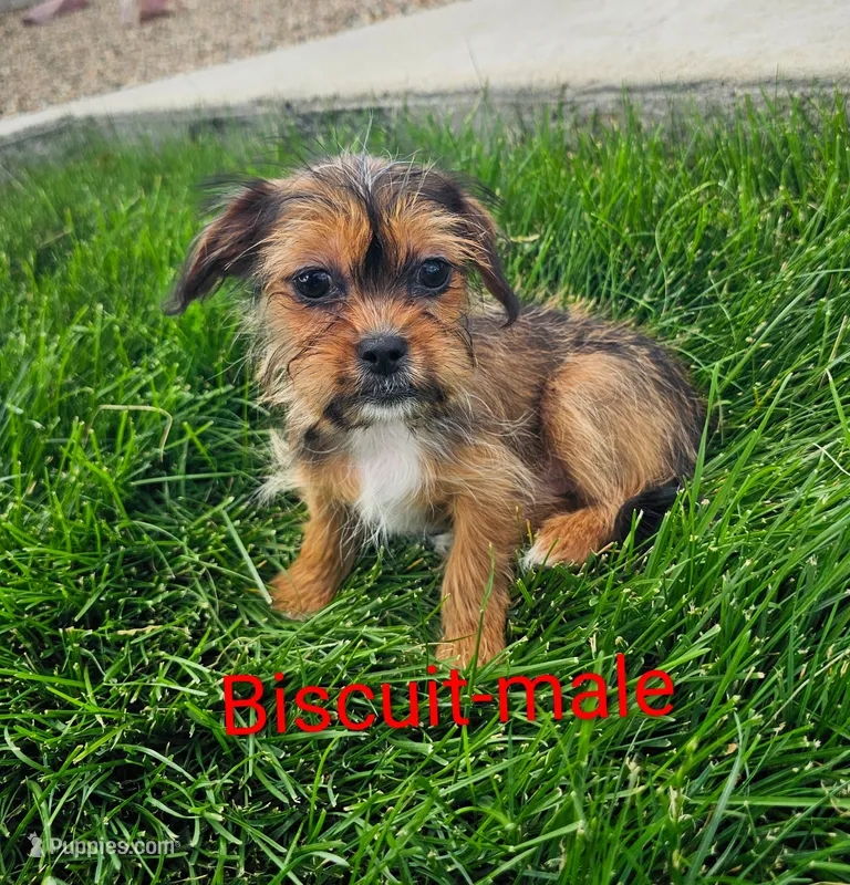 Biscuit – Shorkie puppy for sale in Rock Valley, IA