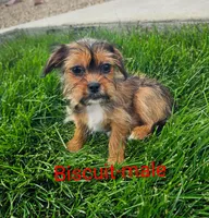Biscuit, a male Shorkie for sale in Rock Valley, IA – 1 of 7