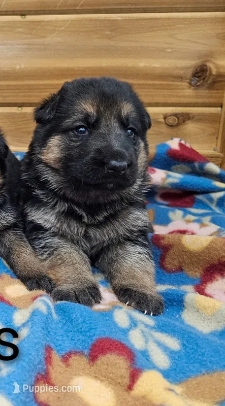 Stella – German Shepherd Dog puppy for sale in Rock Valley, IA