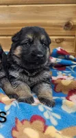 Stella, a female German Shepherd Dog for sale in Rock Valley, IA – 1 of 1