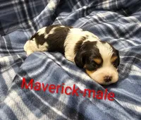 processed/37a7b8d0-ded4-4e9b-a3a8-fb85d0e7f857/listing/626c5f5e-2f66-44dc-b0a6-a8850113b776/0315966d-47a9-431c-a3a6-020c27f82e9b