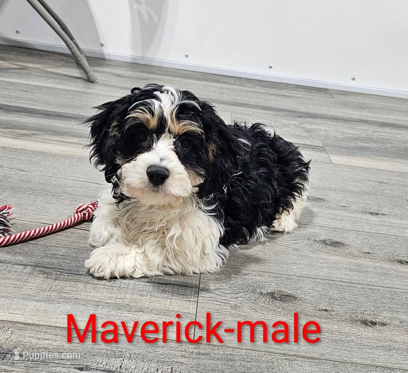 Maverick