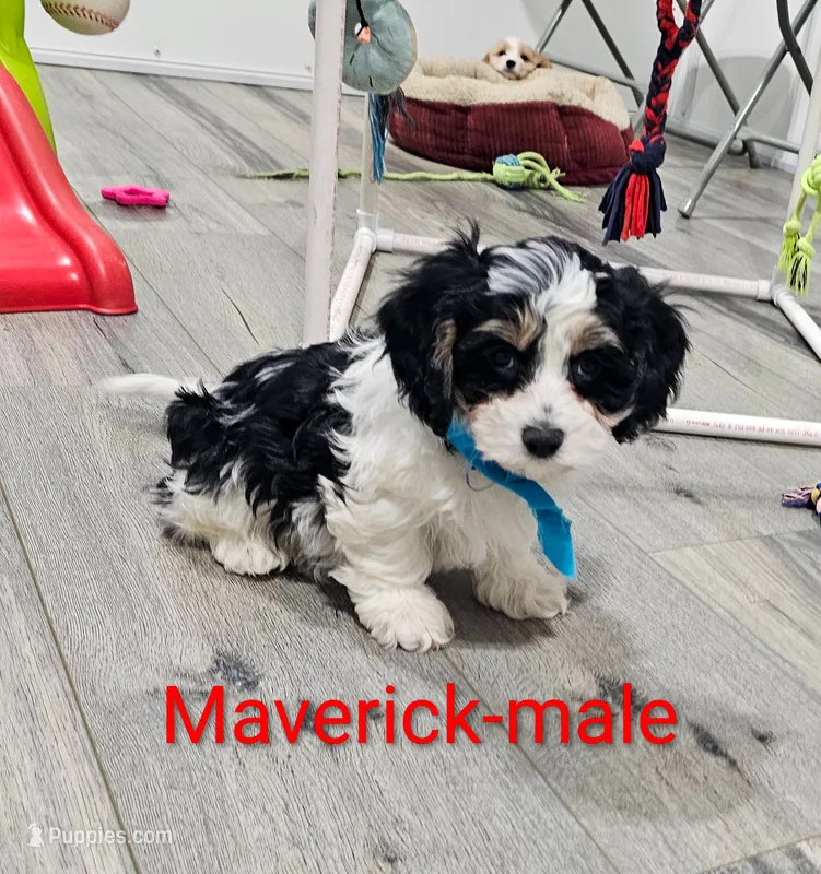Maverick
