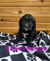 Velvet, a female Cavapoo for sale in Rock Valley, IA – 3 of 4
