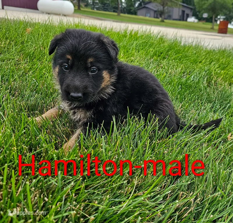 Ace – German Shepherd Dog puppy for sale in Rock Valley, IA