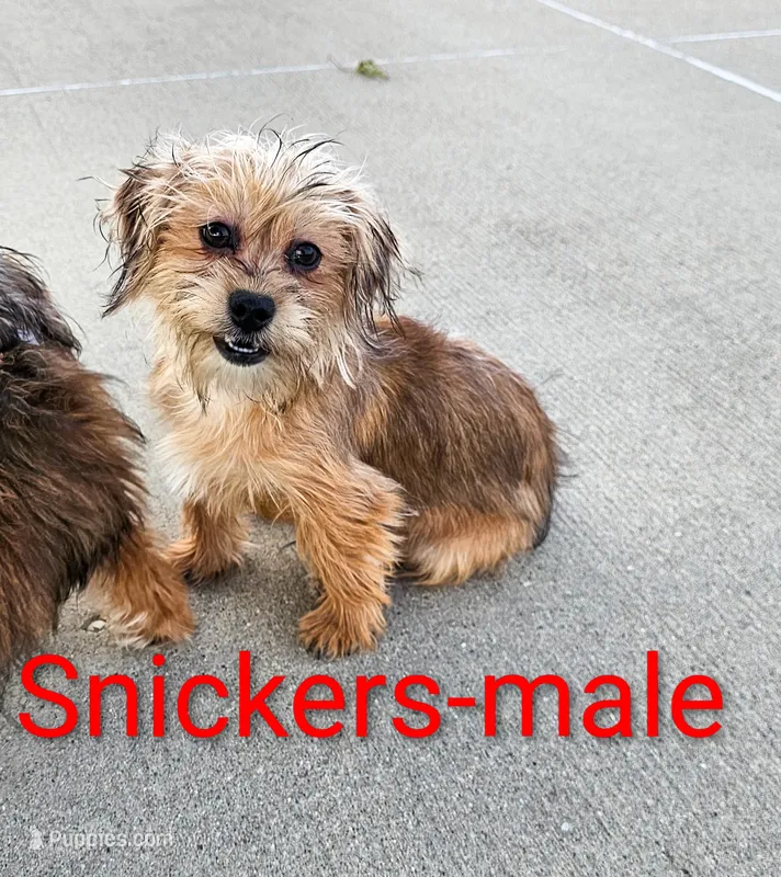 Snickers – Shorkie puppy for sale in Rock Valley, IA