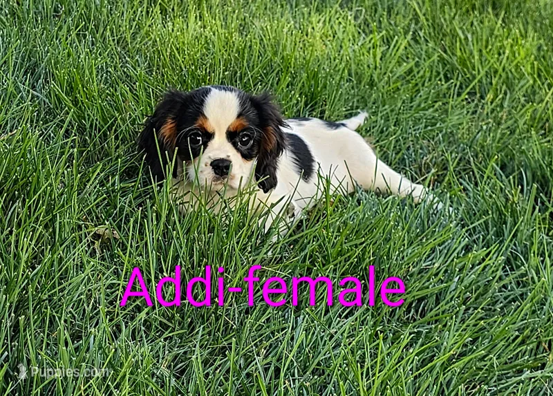 Addi – Cavalier King Charles Spaniel puppy for sale in Rock Valley, IA