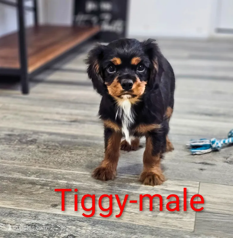 Tiggy – Cavalier King Charles Spaniel puppy for sale in Rock Valley, IA