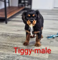 Tiggy, a male Cavalier King Charles Spaniel for sale in Rock Valley, IA – 1 of 5