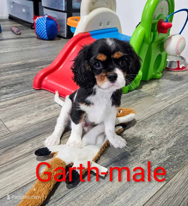 Garth – Cavalier King Charles Spaniel puppy for sale in Rock Valley, IA