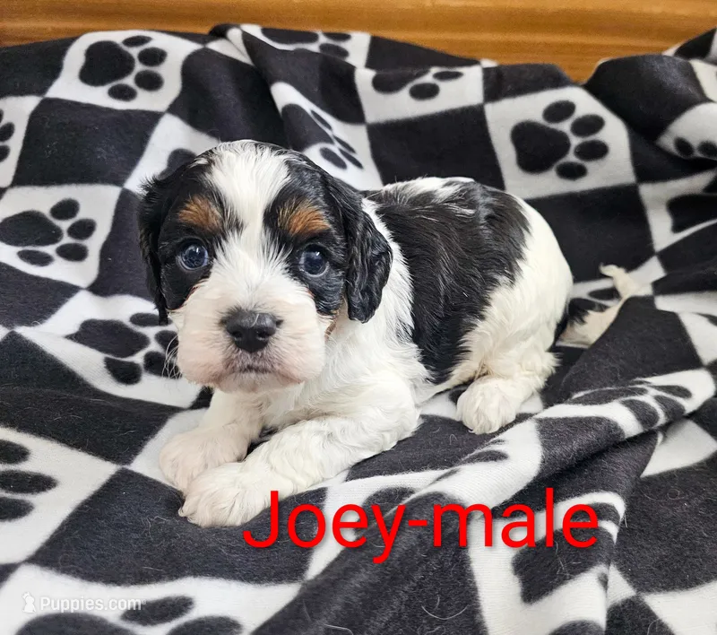 Joey – Cavapoo puppy for sale in Rock Valley, IA