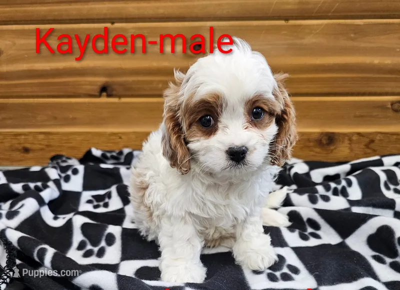 Kayden – Cavapoo puppy for sale in Rock Valley, IA
