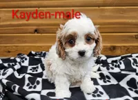 Kayden, a male Cavapoo for sale in Rock Valley, IA – 1 of 2