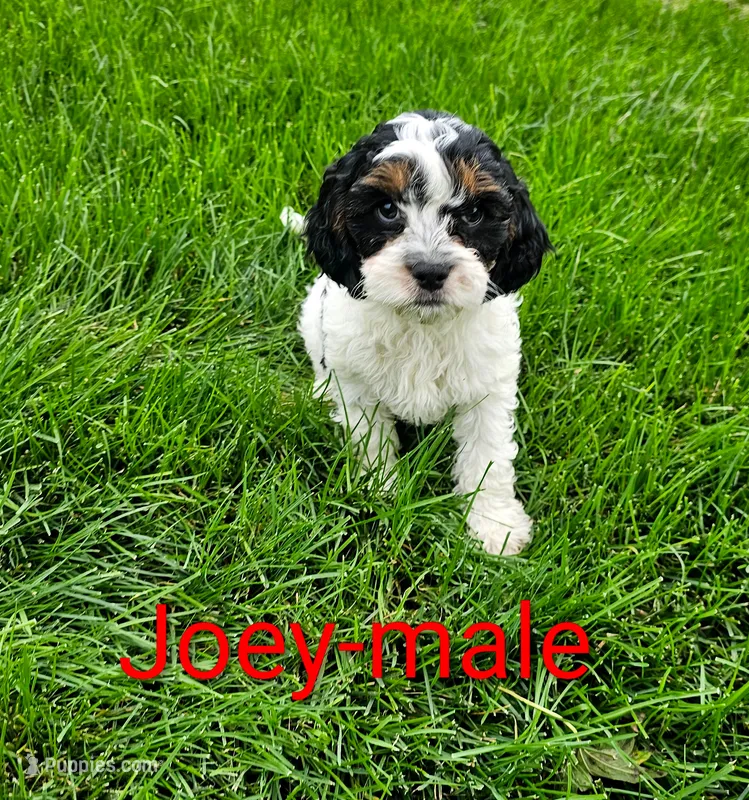 Joey – Cavapoo puppy for sale in Rock Valley, IA