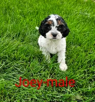 Joey, a male Cavapoo for sale in Rock Valley, IA – 1 of 4