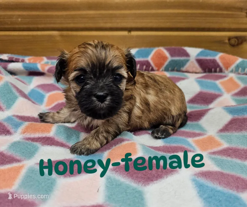 Honey – Shichon puppy for sale in Rock Valley, IA