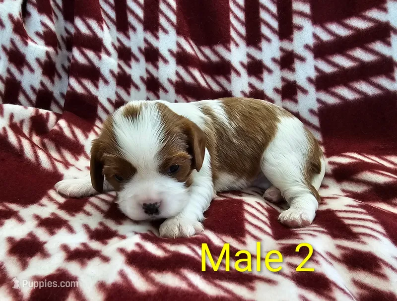 Buster – Cavalier King Charles Spaniel puppy for sale in Rock Valley, IA