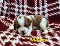 Buster, a male Cavalier King Charles Spaniel for sale in Rock Valley, IA – 1 of 1