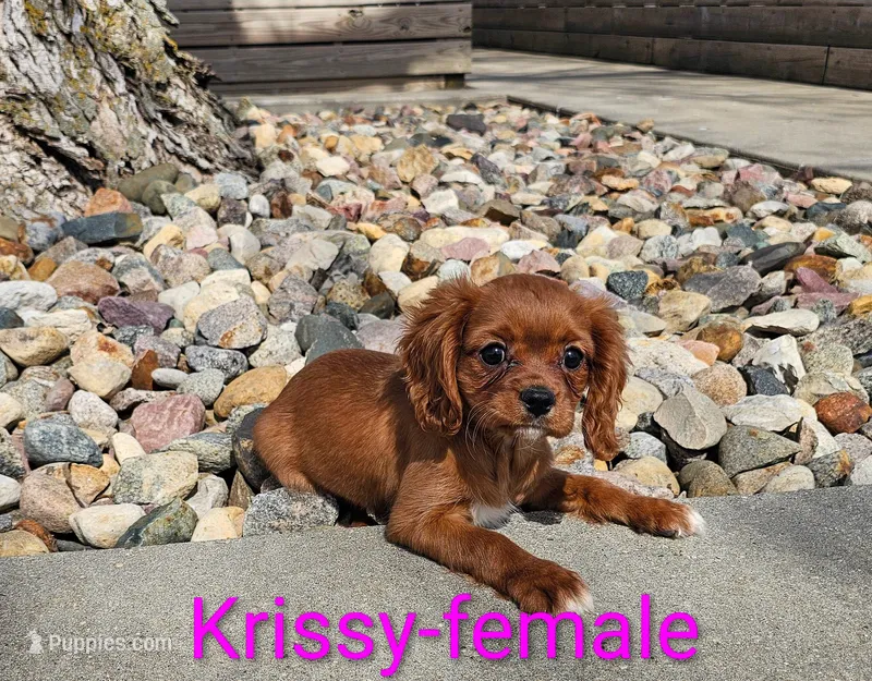 Krissy – Cavalier King Charles Spaniel puppy for sale in Rock Valley, IA